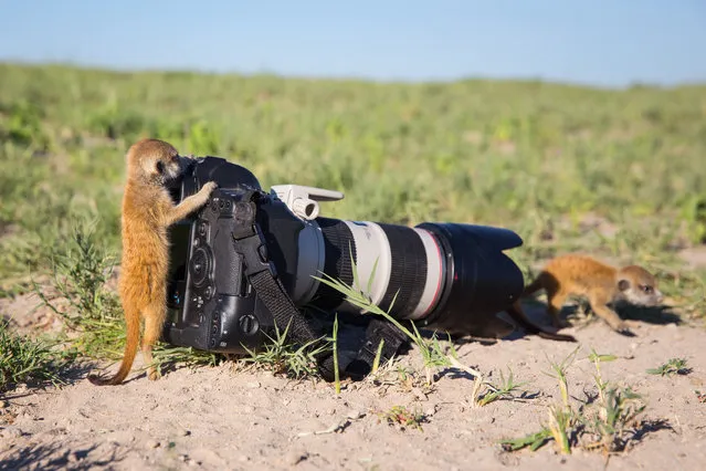 Two baby Meerkats playing with a camera on January 2014 in Makgadikgadi, Botswana. These adorable Meerkats used a photographer as a look out post before trying their hand at taking pictures. The beautiful images were caught by wildlife photographer Will Burrard-Lucas after he spent six days with the quirky new families in the Makgadikgadi region of Botswana. Will has photographed Meerkats in the past and was delighted when he realised he would be shooting new arrivals. (Photo by Will Burrard-Lucas/Barcroft Media)