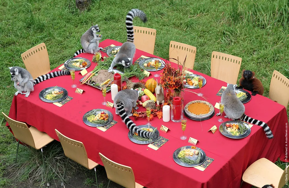 Lemurs Enjoy Thanksgiving Feast At San Francisco Zoo