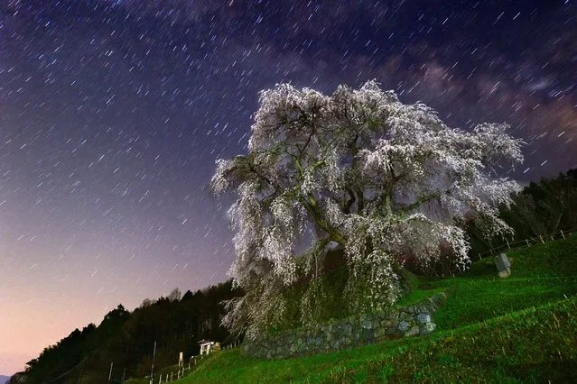 In this long exposure image, the “Matabe-e zakura”, cherry blossom which is believed to be more than 300 years old, is in full bloom in Uda, Nara, Japan. (Photo by 2014 The Asahi Shimbun)