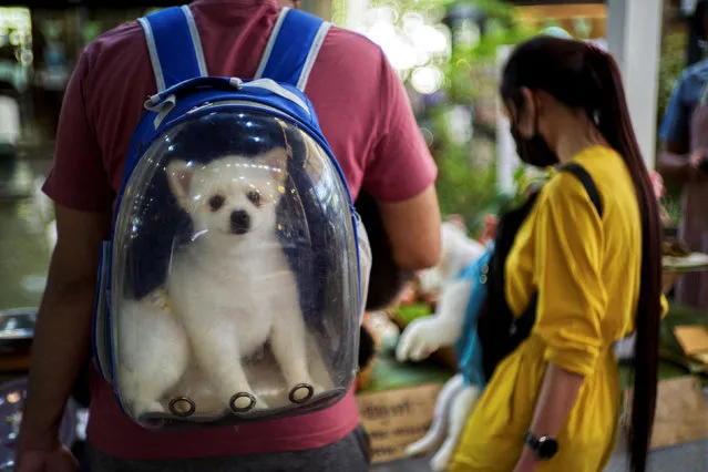 A dog inside a rucksack looks on at a shopping mall, in Bangkok, Thailand on January 9, 2022. (Photo by Athit Perawongmetha/Reuters)