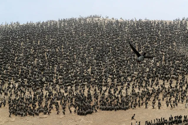 Marine birds are seen after Spain's Repsol spilled more than 10,000 barrels of crude oil into the Pacific Ocean, on Isla Pescadores, Peru on February 9, 2022. (Photo by Sebastian Castaneda/Reuters)