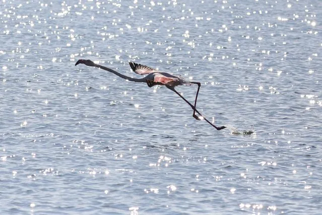 Flamingo is seen during the winter season in Izmir, Turkiye on January 31, 2022. Gediz Delta (Izmir Bird Sanctuary), a UNESCO World Natural Heritage candidate, is home to about 300 bird species, including endangered species such as dalmatian pelican, pallid harrier and Siberian goose with its rich life resources. Within the scope of the Mid-Winter Water Bird Census, 58 thousand birds are recorded this year in the Gediz Delta, which is formed by the accumulation of alluviums carried by the Gediz River for thousands of years in Izmir Bay. (Photo by Lokman Ilhan/Anadolu Agency via Getty Images)