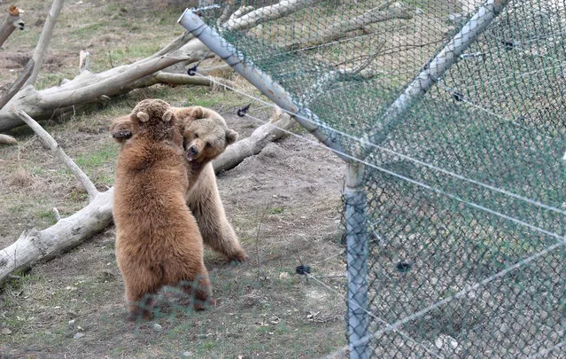 Brown bears play in a shelter run by the international animal charity “Four Paws” for bears rescued from circuses and private restaurants of Ukraine, near Zhytomyr, some 150 km west of Kiev, on March 24, 2017. (Photo by Sergei Supinsky/AFP Photo)