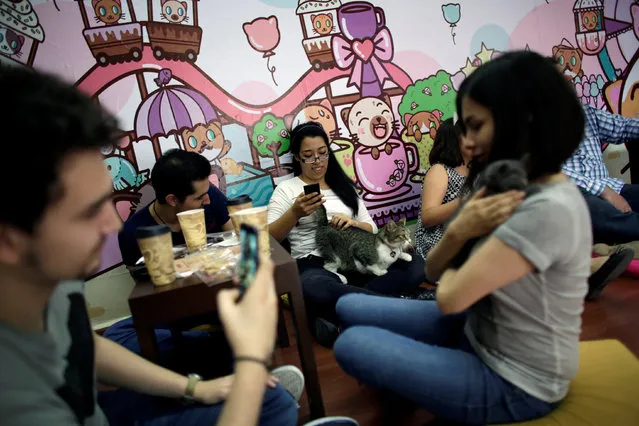Customers play with cats inside “Meow” cafe, where diners can play, interact or adopt cats given away by their former owners or rescued from the streets, in Monterrey, Mexico, May 14, 2016. (Photo by Daniel Becerril/Reuters)