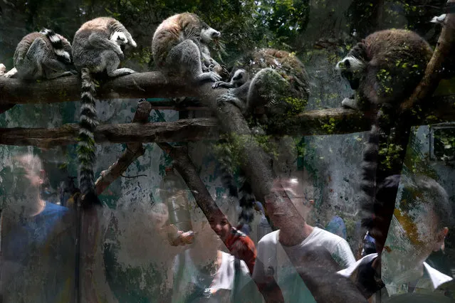 Visitors are reflected on the protective glass as they watch the ring-tailed lemurs at a zoo on the May Day holiday in Beijing, Monday, May 1, 2017. Millions of Chinese are taking advantage of the May Day holidays to visit popular tourist sites. (Photo by Andy Wong/AP Photo)