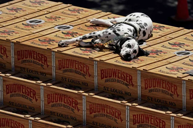 A Dalmatian rests atop a Budweiser Clydesdale beer wagon parked outside the Peoria Sports Complex before a spring training baseball game between the San Diego Padres and the Milwaukee Brewers Wednesday, March 30, 2022, in Peoria, Ariz. (Photo by Charlie Riedel/AP Photo)
