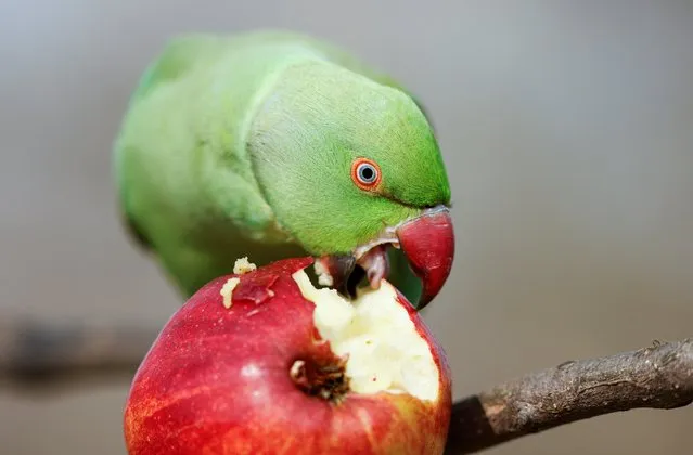 A parrot eats an apple in St James’s Park, London, Britain, March 23, 2022. (Photo by John Sibley/Reuters)