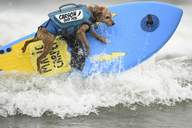 Carson catches a wave in the first heat of small dogs during the World Dog Surfing Championships Saturday, August 3, 2024, in Pacifica, Calif. (Photo by Eakin Howard/AP Photo)