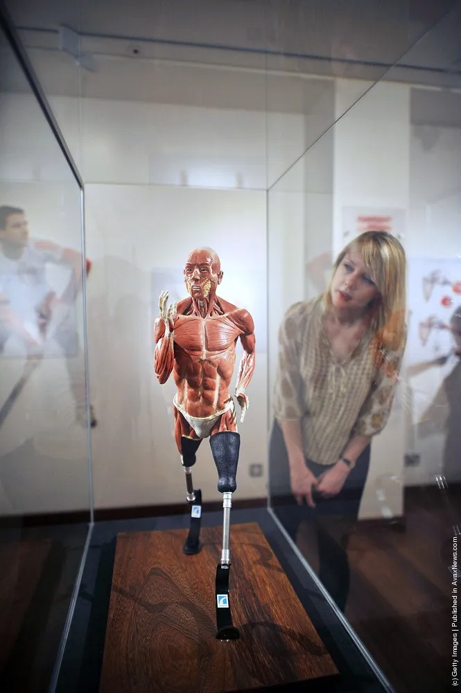 The Hunterian Museum Launches its Anatomy of an Athlete Exhibition in the Lead Up to the Olympics