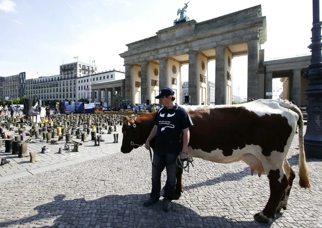 A farmer with a cow takes part in a protest by German dairy farmers demanding a fair price structure for milk products in front of the Brandenburg Gate in Berlin, Germany, May 30, 2016. (Photo by Fabrizio Bensch/Reuters)
