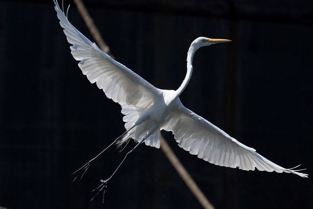 A Great white egret (Ardea alba) flies at Bahia de Guanabara in Rio de Janeiro, Brazil, on August 1, 2024. (Photo by Pablo Porciúncula/AFP Photo)