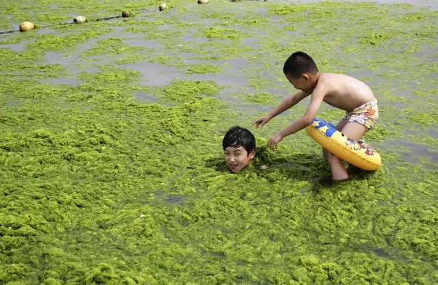 This picture taken on June 29, 2014 shows children playing with algae on a beach in Qingdao, east China's Shandong province as another round of algae growth hit the waters off the city. Authorities in Qingdao has been dealing with huge growth of algae for seven years in a row ever since 2008, with the largest bloom – covering an area of 28,900 square kilometres (7,500 square miles) – appearing in 2013. (Photo by AFP Photos/Stringer)