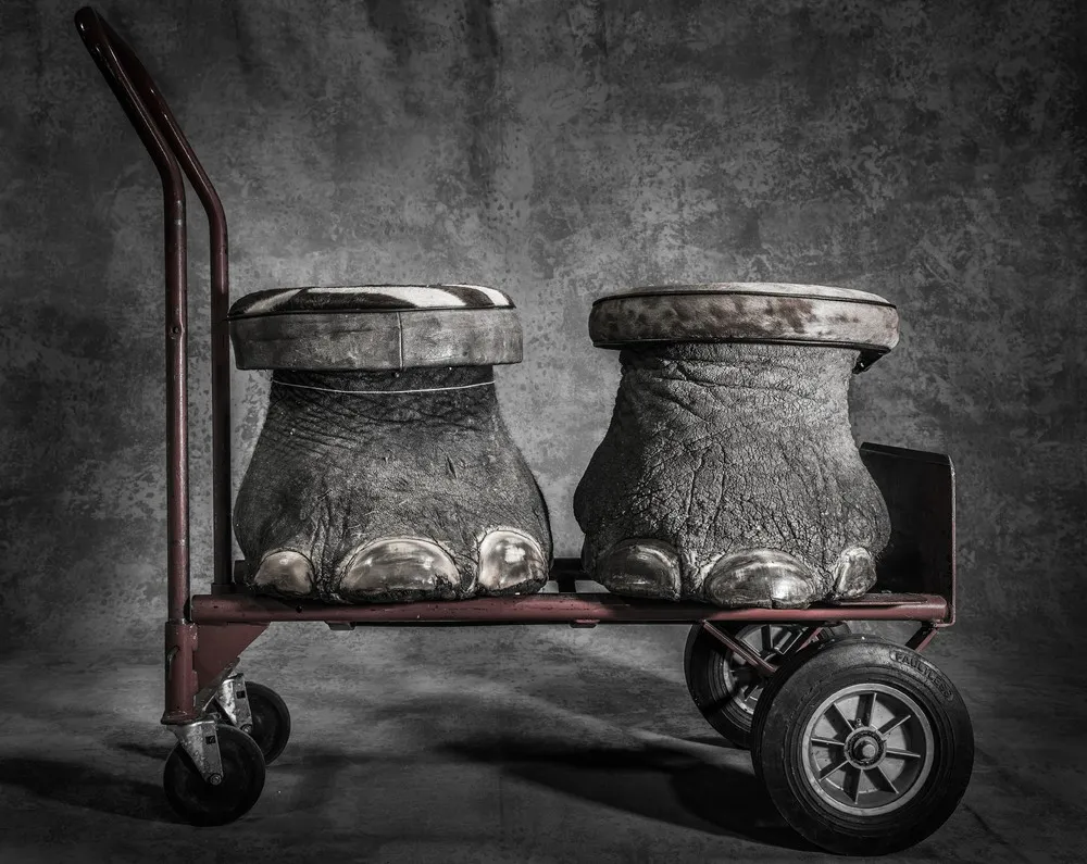 BigPicture Wildlife Images Competition 2017 Winners