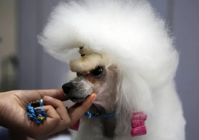 Topy, a 5-year-old Poodle, is groomed during the Thailand International Dog Show in Bangkok, Thailand, Thursday, June 29, 2017. The dog show is held from June 29 until July 2. (Photo by Kankanit Wiriyasajja/AP Photo)