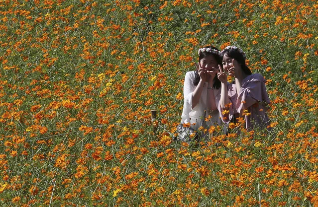 Women pose to take pictures in the middle of a field of cosmos flowers at the Olympic Park in Seoul, South Korea, Wednesday, September 13, 2017. (Photo by Ahn Young-joon/AP Photo)