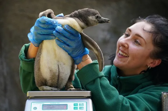 Keeper Hannah Love weighs a Humboldt penguin chick at Blair Drummond Safari Park near Stirling during a routine health check on May 25, 2022. Currently weighing 2.4 kilos, the chick was born on the 7th April to mum Penny and dad Izzy. (Photo by Andrew Milligan/PA Images via Getty Images)