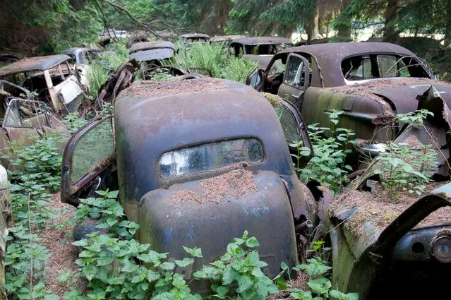A forest near Chatillion, a small village in Belgium, used to be home to a vintage car graveyard. This “car graveyard” has since been cleaned up, but photographer Theo van Vliet had the chance to explore the forest and photograph the cars beforehand. (Photo by Theo van Vliet)