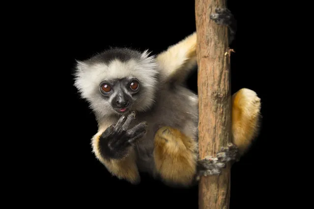 This undated image released by PBS shows an endangered Diademed sifaka (Propithecus diadema) at Lemuria Land in Madagascar. National Geographic photographer Joel Sartore is documenting thousands of rare animal species. His quest is detailed in the PBS series “Rare: Creatures of the Photo Ark”, a three-part series debuting Tuesday at 9 p.m. EDT. (Photo by Joel Sartore/PBS via AP Photo)
