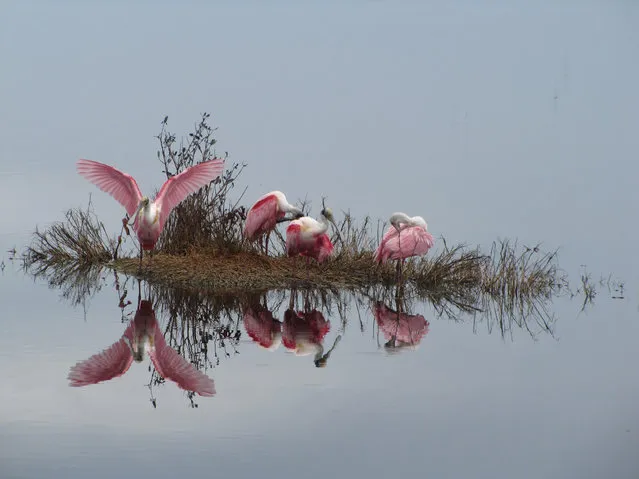 Roseate spoonbills reflected in the calm waters of the Merritt Island National Wildlife Refuge in Florida, US on June 23, 2016. (Photo by USFWS Photo/Alamy Stock Photo)