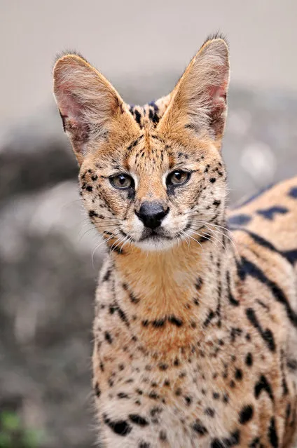 serval