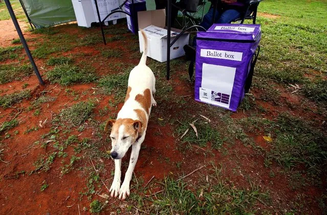 A dog stretches next to a ballot box in the remote voting station in the western New South Wales outback town of Enngonia, Australia, June 22, 2016. Social worker Kelly Ann Mackay and goat farmer Heather McInerney have made sure even those in the most remote parts of the New South Wales outback get a vote in Saturday's Australian elections. The duo are one of three Australian Electoral Commission (AEC) teams that set up 10 temporary booths over a 393,473 square km stretch of outback that is home to 107,409 of the state's 5 million registered voters. (Photo by David Gray/Reuters)
