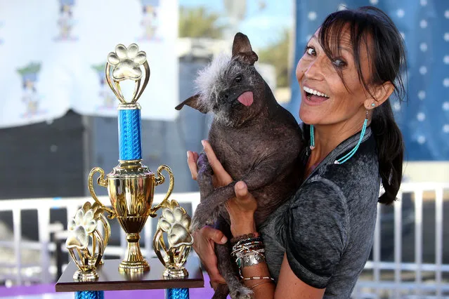 Mr Happy Face wins the World's Ugliest Dog Competition in Petaluma, California on June 25, 2022. Jeneda Benally entered her Chinese crested rescue pup into the iconic competition which returned after a two year absence due to the pandemic. Though there was some ruff and tough competition, Mr Happy Face proved a worthy winner with his wonky walk, protruding tongue and patchy fur. Clearly the much loved pet of Jeneda, she was delighted to accept the prestigious award and the prize money of $1500. (Photo by Splash News and Pictures)