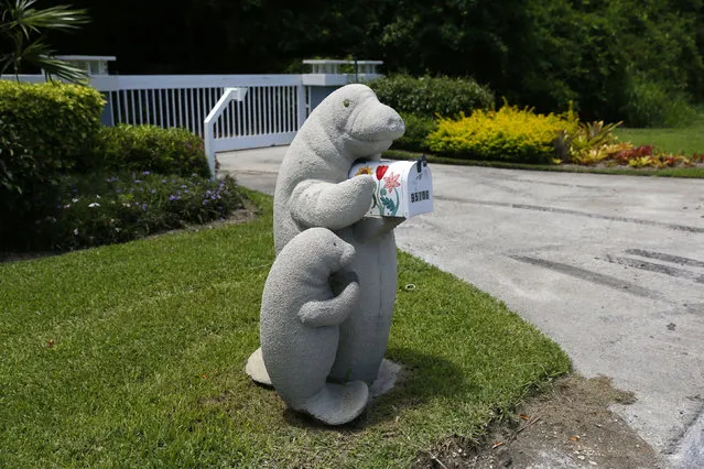 Models of an adult and baby manatee hold a mailbox along the highway US-1 in the Lower Keys near Key Largo in Florida, July 10, 2014. (Photo by Wolfgang Rattay/Reuters)