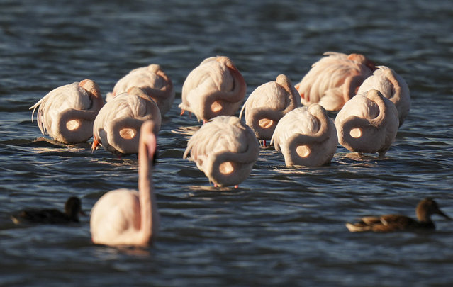 Flamingos swim at Gediz Delta as they spend the winter season in the Gediz Delta, which is located on the Mediterranean-Black Sea migration route and is one of the largest deltas in the Eastern Mediterranean, in Izmir, Turkiye on November 24, 2024. (Photo by Berkan Cetin/Anadolu via Getty Images)