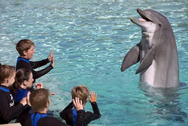 Senior dolphin trainer Joy Soto introduces patients from Rady Children's Hospital to a bottlenose dolphin after the children were invited to swim and interact with dolphins at Sea World in San Diego, California August 27, 2015. (Photo by Mike Blake/Reuters)