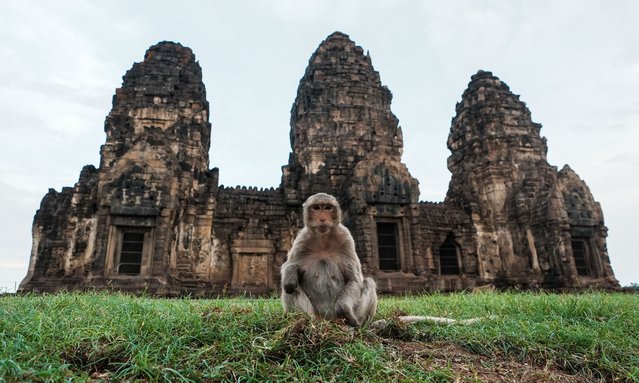 A view macaques, which have become the center of attention of tourists, are also believed to bring luck and live around Phra Prang Sam Yot Temple, which was built in the early 13th century during the Angkor period of the Khmer Empire, in Lopburi, Thailand on November 17, 2024. (Photo by Omer Taha Cetin/Anadolu via Getty Images)