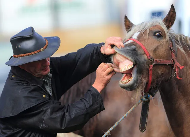 Hobby breeder Bernd Schwadwald checks the molars of a horse  at the horse market in Havelberg, Germany, 3 September 2015. Around 500 horses are for sale this year, at the largest market for second-hand horses in Germany. 200,000 visitors are expected at the market, which runs until 6 September. (Photo by Jens Wolf/EPA)