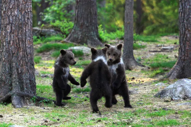 A family of baby brown bears appear to be dancing to Ring a Ring o' Roses as their mother relaxes behind a tree nearby. (Photo by Valtteri Mulkahainen/Solent News & Photo Agency)