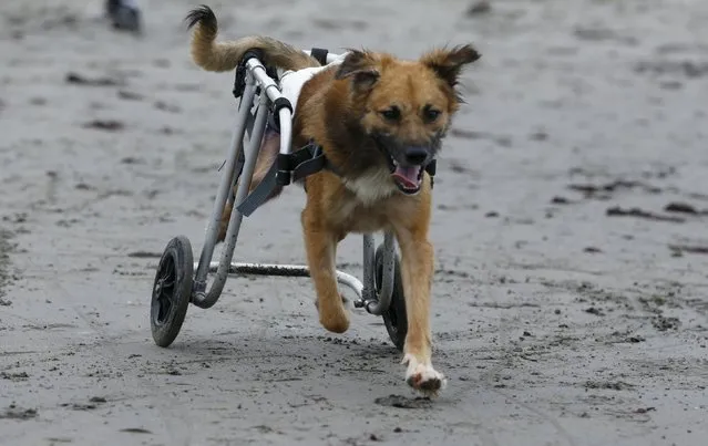 Huellas, a paraplegic dog in a wheelchair, walks at Pescadores beach in Chorrillos, Lima, September 7, 2015. (Photo by Mariana Bazo/Reuters)