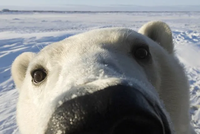 Polar Bear Photo Steven Kazlowski