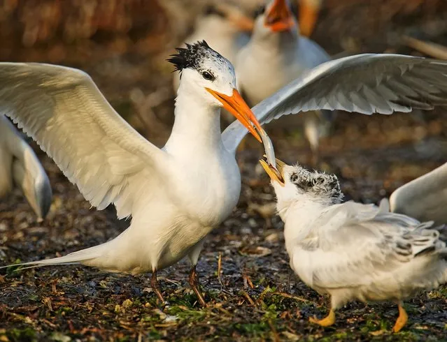 A royal tern feeds a a chick. (Photo by Kevin Fleming)