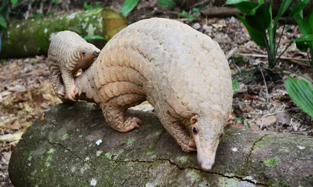Sunda pangolins Radin and Nita in Night Safari. Pangolins are being hunted for their meat and scales at an unsustainable level. (Photo by Wildlife Reserves Singapore)