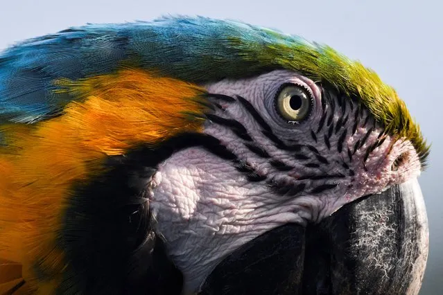 A macaw is seen in Caracas, Venezuela on November 8, 2022. (Photo by Gaby Oraa/Reuters)