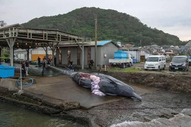 A 10.5 metre Baird's Beaked Whale is winched into a slaughterhouse on July 21, 2020 in Wada Port, Chiba, Japan. Despite criticism following Japans withdrawal from the International Whaling Commission (IWC) last year, the country has resumed limited commercial whale fishing after an effective ban of over 30 years. Japan has long claimed that whale hunting is a part of its culture, with some coastal communities having hunted the mammals for over 400 years and the meat considered a national delicacy. (Photo by Carl Court/Getty Images)