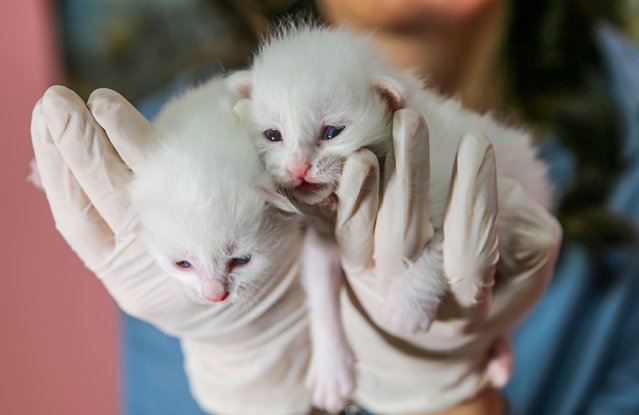 A vet holds kittens at Van Cat Research and Application Center of Yuzuncu Yil University in Van, Turkiye on April 07, 2025. Van cats, which are under protection at the center, gave birth to their first kittens of 2025. (Photo by Emre Ilikan/Anadolu via Getty Images)