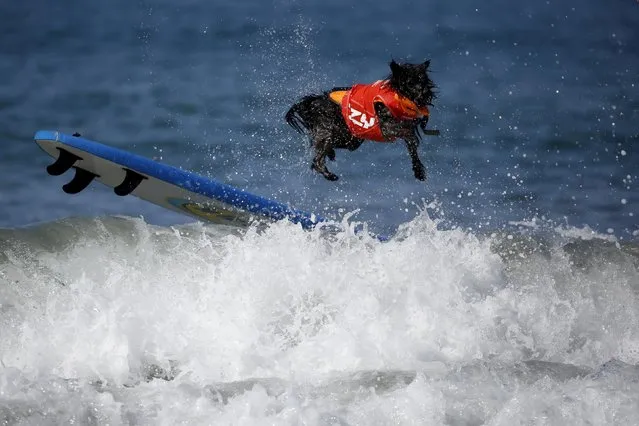 A dog wipes out during the Surf City Surf Dog Contest in Huntington Beach, California, United States, September 27, 2015. (Photo by Lucy Nicholson/Reuters)