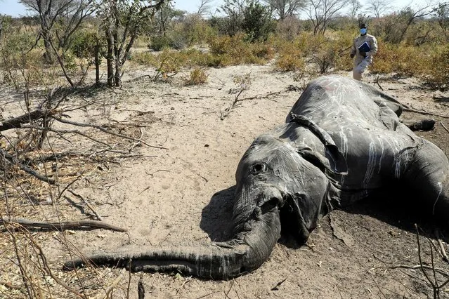 Dr Wave Kashweeka, principal veterinary officer, stands over the carcass of an elephant found near Seronga, in the Okavango Delta, Botswana, July 9, 2020. Wildlife officials are trying to determine what is killing hundreds of elephants about two months after the first bodies were discovered. They have ruled out poaching and anthrax among possible causes. (Photo by Thalefang Charles/Reuters)