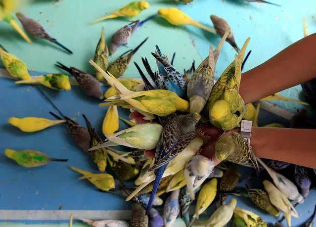 Budgies feed on seeds from a local visitor's hands at Ocean Park in metro Manila, Philippines September 10, 2016. (Photo by Romeo Ranoco/Reuters)