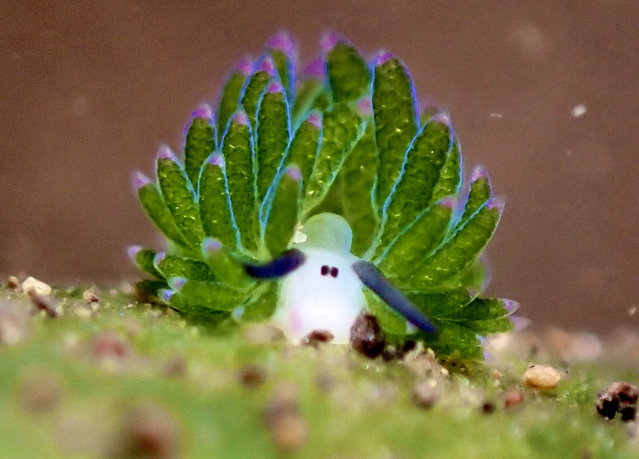 Keen diver Yusuke Fukami fulfilled a personal dream by snapping a cartoon-like Costasiella sea slug while in Bali in the last decade of December 2024. (Photo by Yusuke Fukami/South West News Service)
