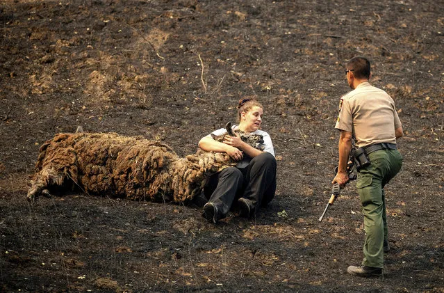 Veterinary technician Brianna Jeter comforts a llama injured during the LNU Lightning Complex fires on Friday, August 21, 2020, in Vacaville, Calif. At right, animal control officer Dae Kim prepares to euthanize the llama. (Photo by Noah Berger/AP Photo)