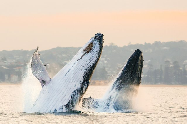 Two humpback whales breach in unison off the coast of Sydney’s Manly Beach on June 2, 2025. During the migration season, which started in May, thousands will swim from the waters around Antarctica past Australia to warmer tropical seas. (Photo by Publishd/London News Pictures)