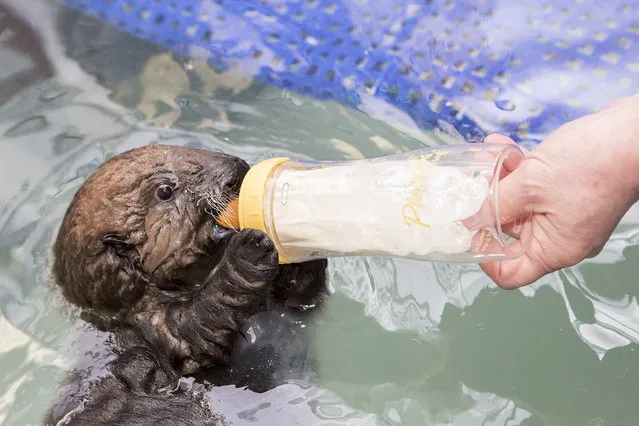 Weighing in at just under 6 pounds and at 22.6 inches long, the female pup arrived at Shedd in late October from Monterey Bay Aquarium in California, where she spent the first four weeks of her life being stabilized. (Photo by Brenna Hernandez/AP Photo)