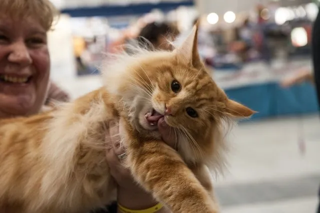 A cat is in the arms of his owner during the first day of the Super Cat Show 2014, on November 8, 2014 in Rome, Italy. (Photo by Giorgio Cosulich/Getty Images)
