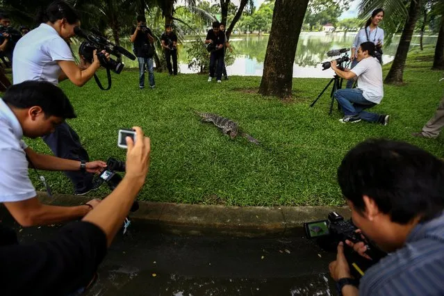 A monitor lizard is seen at Lumpini park in Bangkok, Thailand, September 20, 2016. (Photo by Athit Perawongmetha/Reuters)