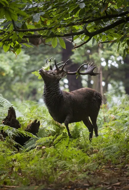 A stag at Richmond Park on September 22, 2016 in London, England. Today marks the first day of autumn, also known as the autumn equinox, where night and day are equal. (Photo by Jack Taylor/Getty Images)