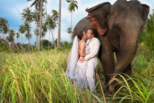 Couple in wedding dress pose for wedding photos next to an elephant on July 5, 2016. (Photo by Getty Images/iStockphoto)